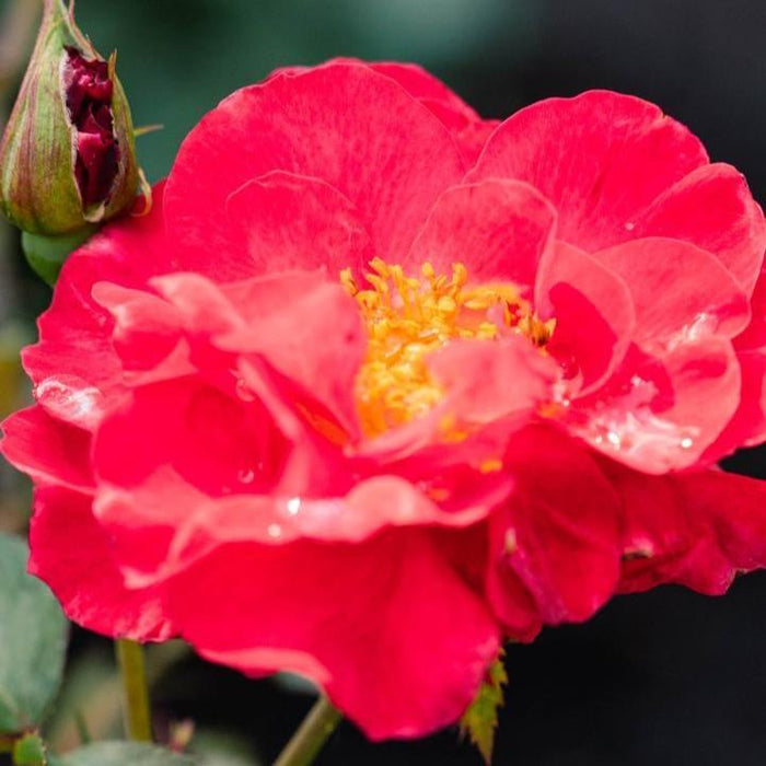 Rose, Cinnamon Hearts Rose