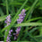 Grass, Big Blue Lily Turf
