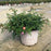 Rose, Pink Drift® Rose