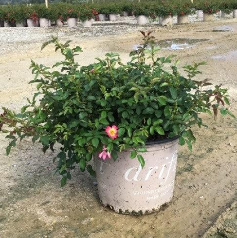 Rose, Pink Drift® Rose