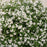 Deutzia, Yuki Snowflake® Deutzia