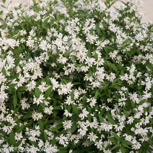 Deutzia, Yuki Snowflake® Deutzia
