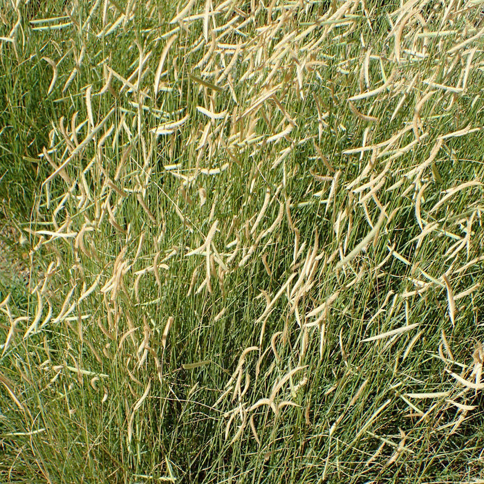 Grass, Blonde Ambition Blue Grama