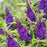 Butterfly Bush, Butterfly Candy® Li'l Grape™ Butterfly Bush