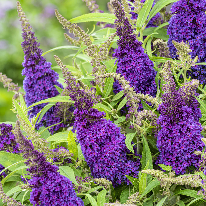 Butterfly Bush, Butterfly Candy® Li'l Grape™ Butterfly Bush