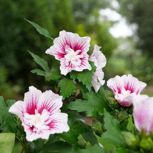 Hibiscus, PW® Starblast Chiffon® Rose of Sharon