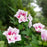 Hibiscus, PW® Starblast Chiffon® Rose of Sharon
