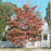 Dogwood, Flowering Dogwood