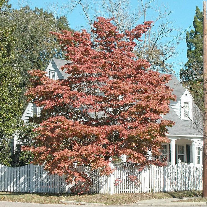Dogwood, Flowering Dogwood