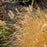Grass, Cayenne™ Fountain Grass