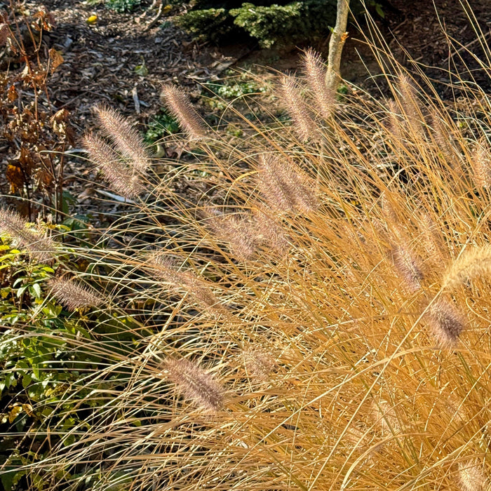 Grass, Cayenne™ Fountain Grass
