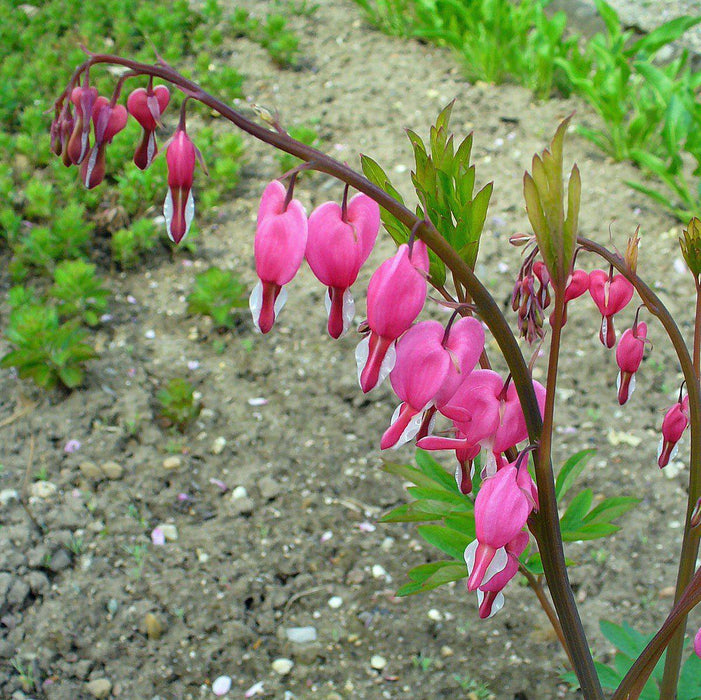 Bleeding Heart, Asian Bleeding Heart