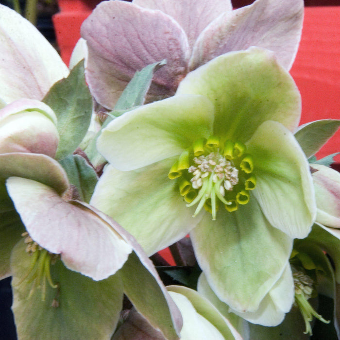 Hellebore, Ivory Prince Lenten Rose
