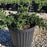 Juniperus conferta 'Blue Pacific'  - Blue Pacific Shore Juniper