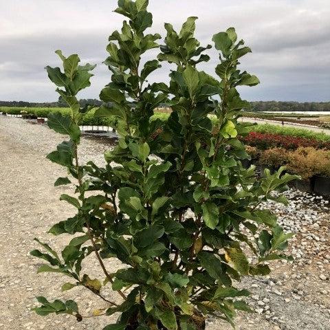 Magnolia, Ann Magnolia