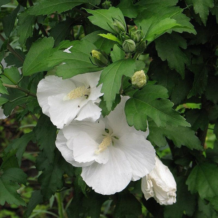 Hibiscus, Diana Rose of Sharon Hibiscus
