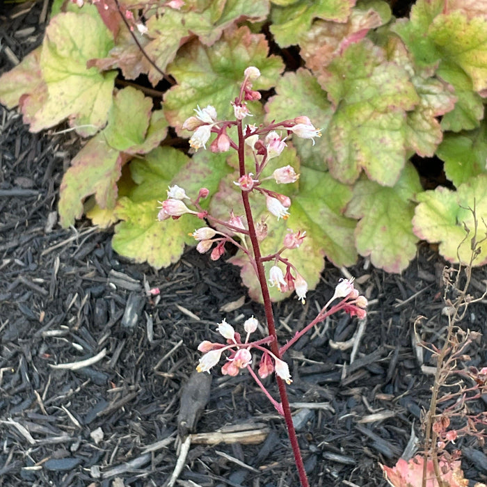 Coral Bells, Dolce® Toffee Tart Heuchera