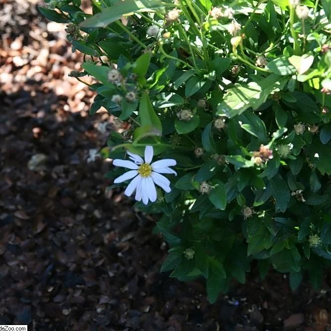 Kalimeris, Blue Star Kalimeris (Japanese Aster)