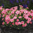 Dianthus, Fruit Punch® Classic Coral Dianthus