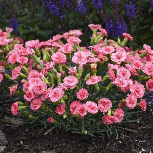 Dianthus, Fruit Punch® Classic Coral Dianthus
