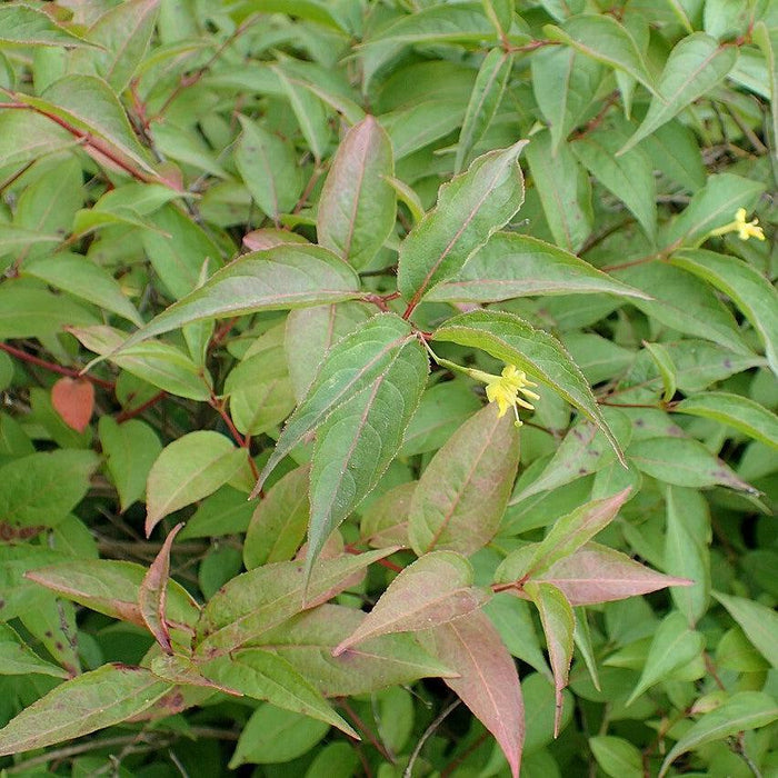 Honeysuckle, Low Bush Honeysuckle
