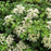 Hydrangea, Climbing Hydrangea