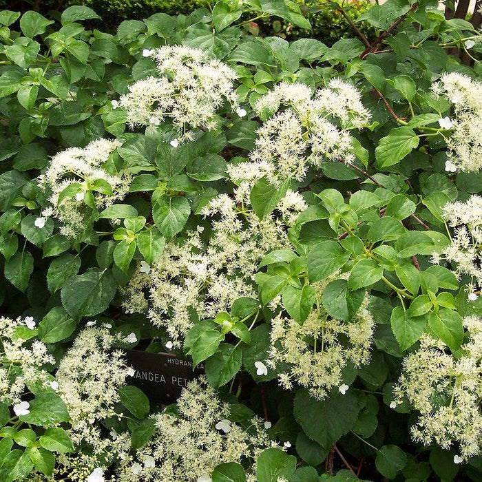 Hydrangea, Climbing Hydrangea