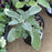 Lamb's Ear, Giant Lamb's Ear