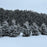 Arborvitae, Sasquatch™ Dark Green Arborvitae