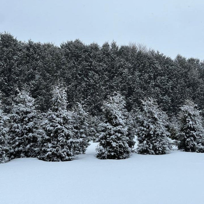 Arborvitae, Sasquatch™ Dark Green Arborvitae