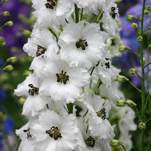 Delphinium, Black Eyed Angels Delphinium