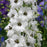 Delphinium, Black Eyed Angels Delphinium