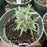 Rosemary, Arp Rosemary