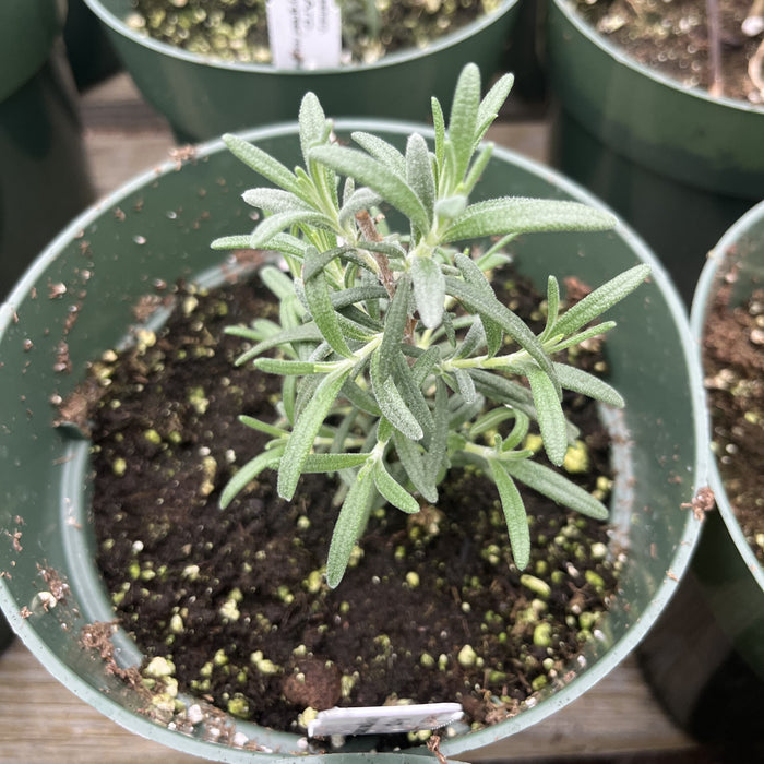 Rosemary, Arp Rosemary