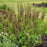 Baptisia, Decadence® Dark Chocolate False Indigo