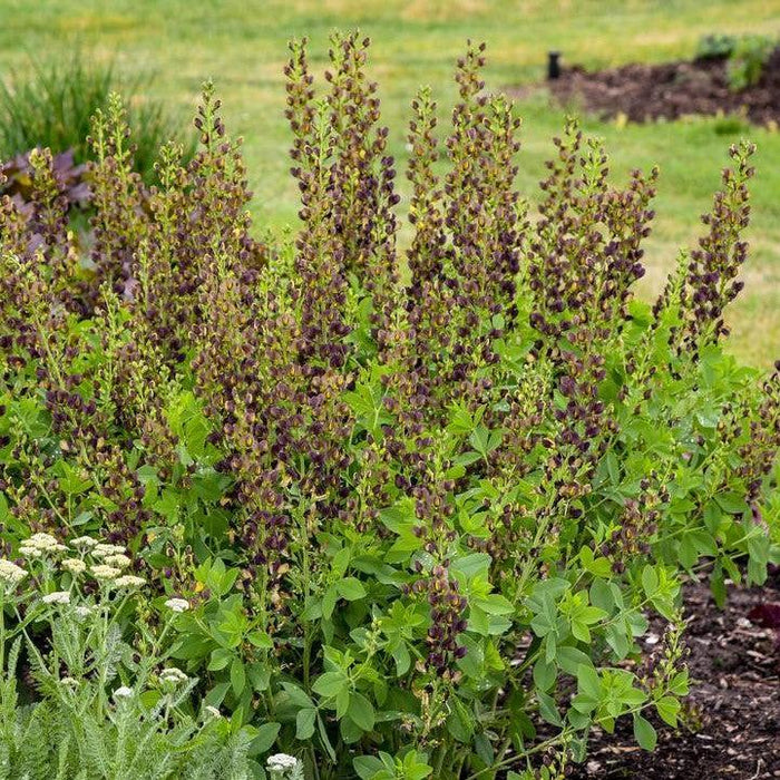 Baptisia, Decadence® Dark Chocolate False Indigo