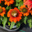 Coneflower, Sombrero® Fiesta Orange Coneflower