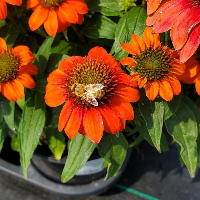 Coneflower, Sombrero® Fiesta Orange Coneflower