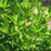 Viburnum, Wentworth Viburnum