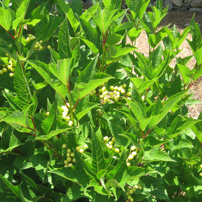 Viburnum, Wentworth Viburnum