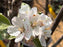 Apple, Northern Spy Semi-Dwarf, 7 gal (5-7 ft)
