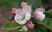 Apple, Macoun, 7 gal (5-7 ft)