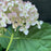 Hydrangea, Invincibelle® Wee White Smooth Hydrangea