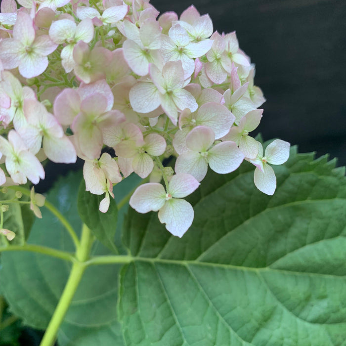 Hydrangea, Invincibelle® Wee White Smooth Hydrangea