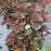 Ninebark, Ginger Wine™ Ninebark