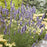 Lavender, Sensational!® Lavender