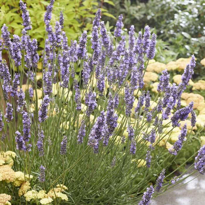 Lavender, Sensational!® Lavender