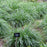 Grass, Greenlee's Moor Grass