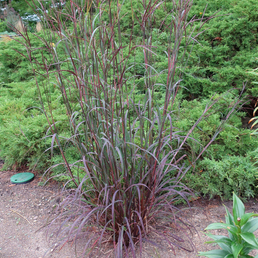 Grass, Blackhawks Big Blue Stem