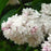 Lilac, Beauty Of Moscow Lilac